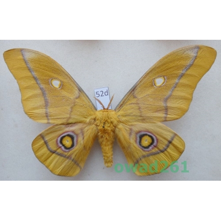 Gonimbrasia krucki Hering, 1930 male ex. pupa Kenya 123mm52d